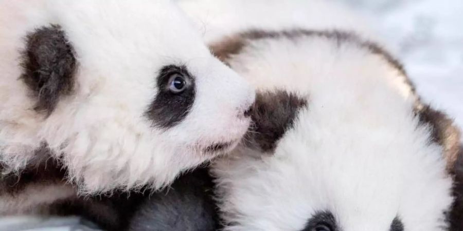 Meng Yuan (l) knabbert seinem Bruder Meng Xiang am Ohr. Oder flüstert er ihm etwas zu?. Foto: Christoph Soeder/dpa