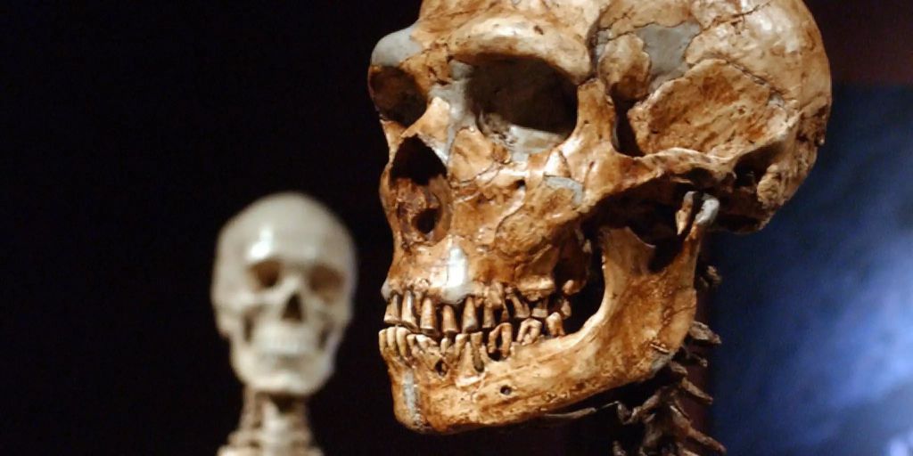 Wie Lange Gibt Es Den Homosapien