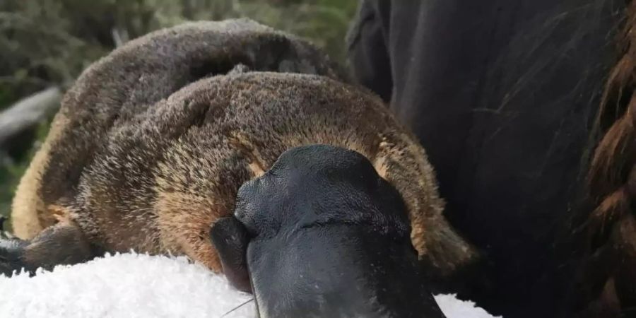 Ein Schnabeltier wird von Forschern der Platypus Conservation Initiative der Universität Neusüdwales untersucht. Foto: UNSW/AAP/dpa