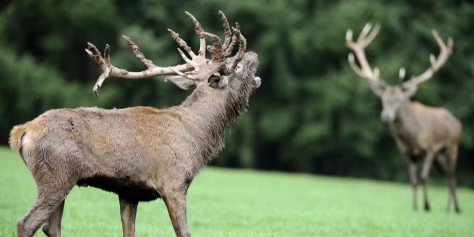 Geplant war der Abschuss von 1775 Rothirschen. Die rund 2000 Walliser Jägerinnen und Jäger erlegten insgesamt 300 Hirsche zu wenig. (Symbolbild) tuberkulose der Rinder