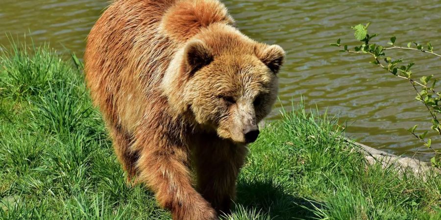 In der Nähe von Interlaken BE wurde der Bär gesichtet.