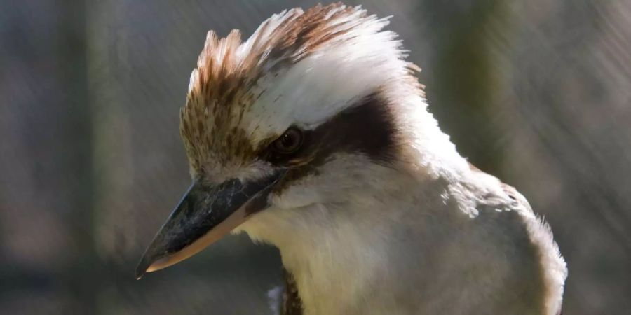 Ein Kookaburra im Zürcher Zoo.