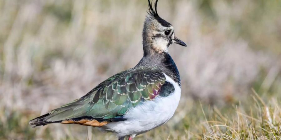 In der Schweiz sind drei Mal so viele Vögel gefährdet wie weltweit.