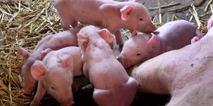 Eine Tierschutzkontrolle hat 130 tote Ferkel in einem Berner Bauernbetrieb entdeckt. (Symbolbild) Ferkel