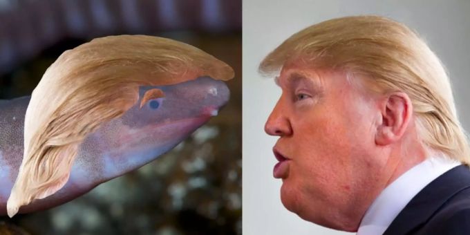 Der Dermophis donaltrumpi und Donald Trump im Vergleich. Der Dermophis donaltrumpi und Donald Trump im Vergleich.
