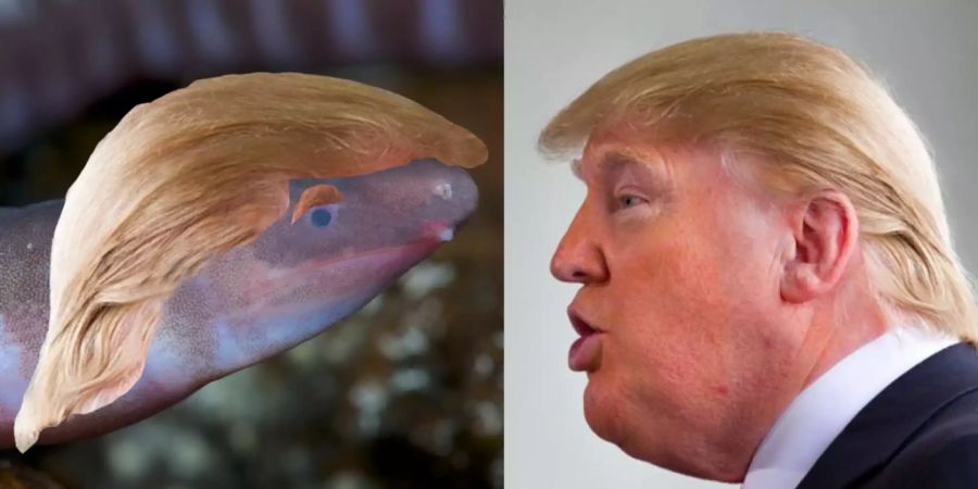 Der Dermophis donaltrumpi und Donald Trump im Vergleich.