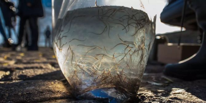 Die Glasaale schwimmen vor dem Ausbildern in einem Plastiksack.