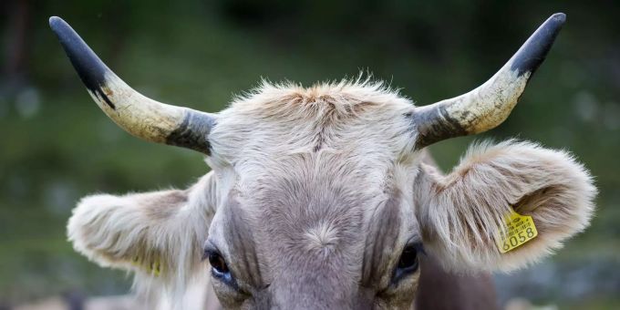 Die Initianten der Hornkuh-Initiative kämpfen für das Tierwohl und bessere Milch. Teilausschnitt des Kopfes einer behornten Kuh.