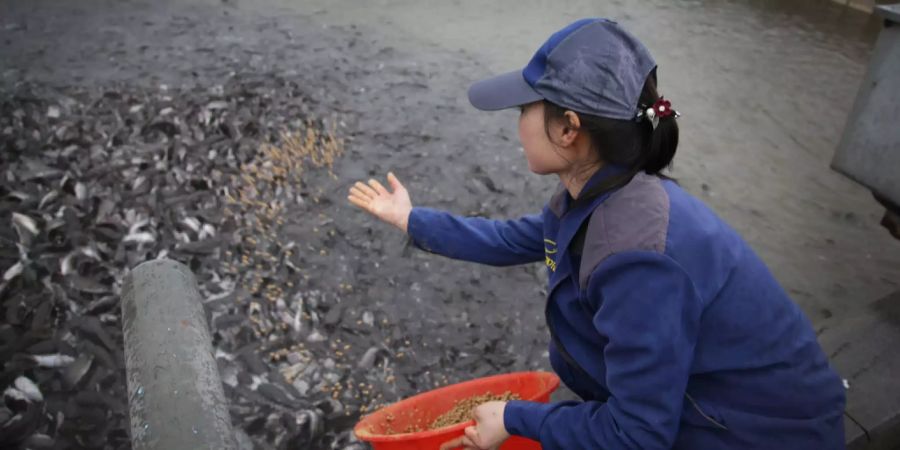 Eine Fischzucht.