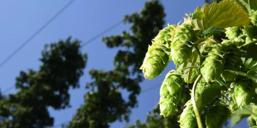 Die Sonne scheint auf einige Hopfendolden.
