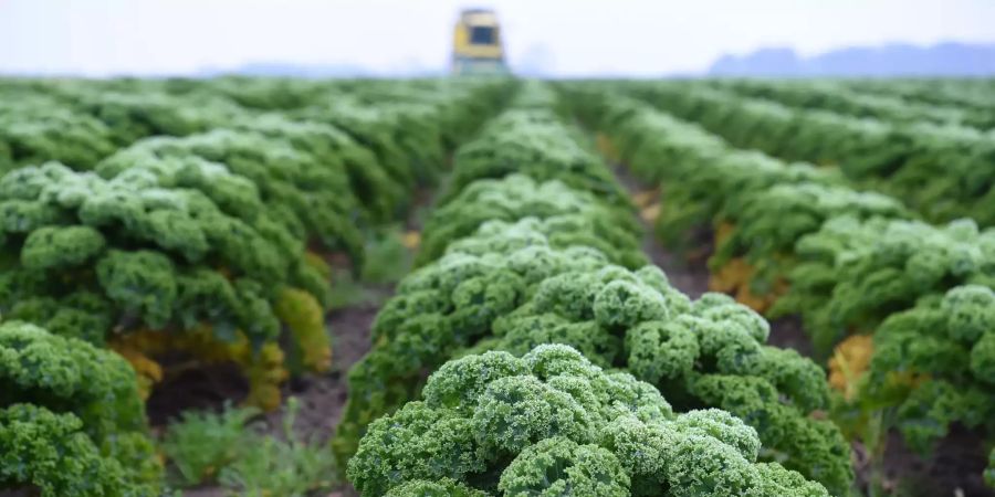 Grünkohl steht kurz vor seiner Ernte auf dem Feld.