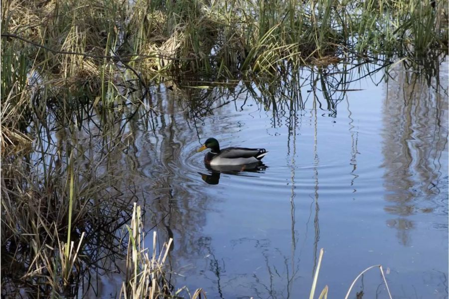 Eine Ente schwimmt auf einem Moor in Genf im 2010 - Keystone