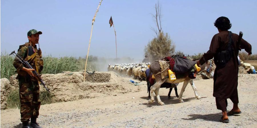 Ein afghanischer Soldat patrouilliert auf einer Strasse in Helmand (AFG). Ein Mann läuft mit zwei bepackten Eseln vorbei. Eine Herde Schafe kreuzt ihren Weg.