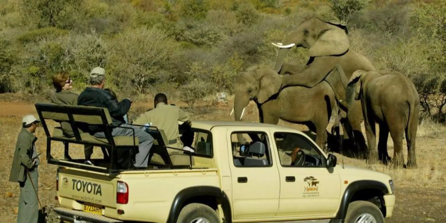 Der ehemalige US-Präsident George W. Bush mit First Lady Laura schauen Elefanten in Botswana zu.