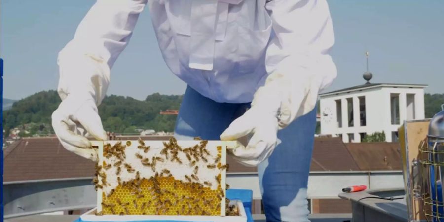 Das Bienenvolk lebt auf dem Dach der Hochschule Luzern.