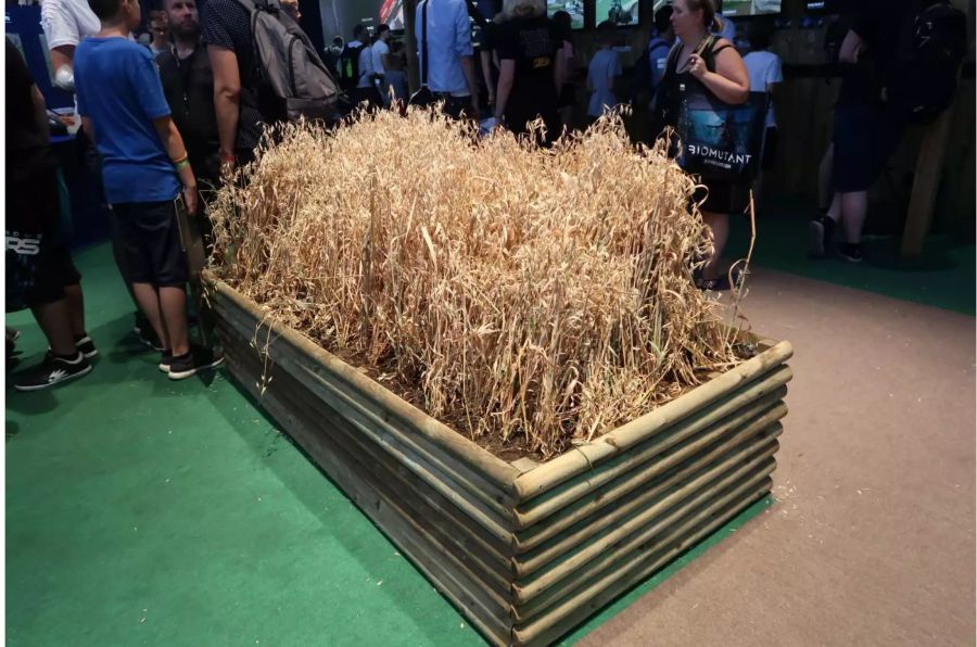 Weizen am Landwirtschafts Simulator Stand der Gamescom 2018.