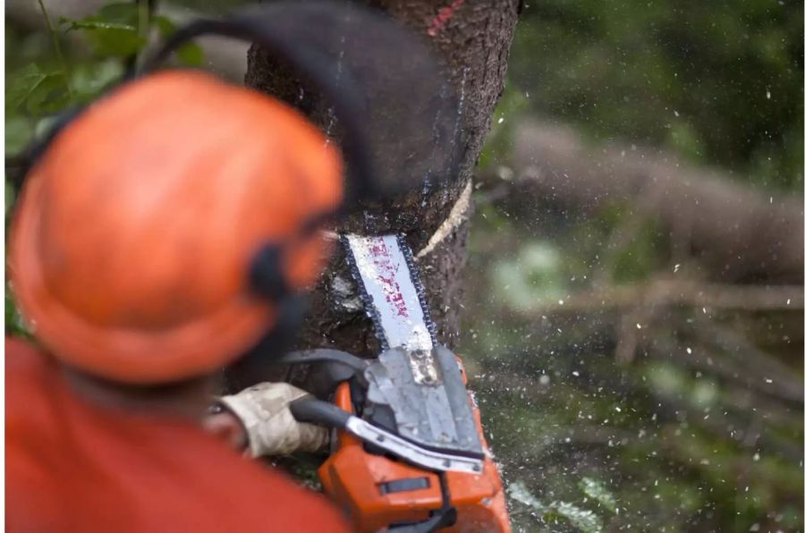 Forstwart fällt einen kranken Baum - Keystone