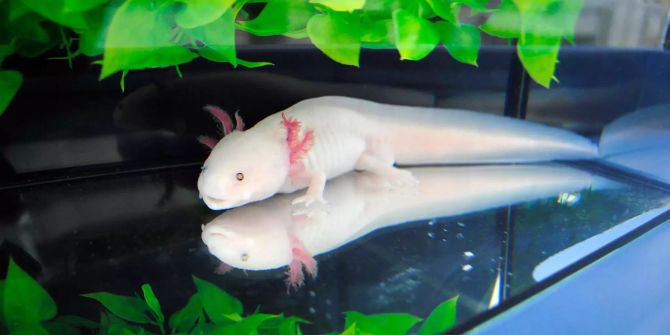 axolotl