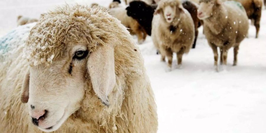 Ein Jäger hat bei der Jagd Schafe mit Wildschweinen verwechselt.