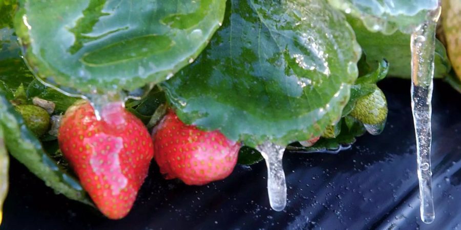 Frostschäden verursachen grosse Verluste bei den Ernten.