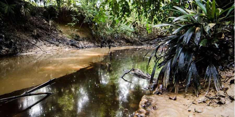 Mit Erdöl verschmutztes Wasser und Pflanzen in einer Region nahe der Grenze zwischen Kolumbien und Venezuela. Etwa 87 000 Liter Erdöl liefen durch ein Leck und töteten über 2 400 Tiere.