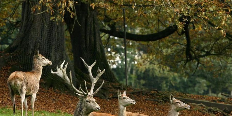 Rothirsche zeigen keine ausgeprägten Wandertendenzen - Keystone