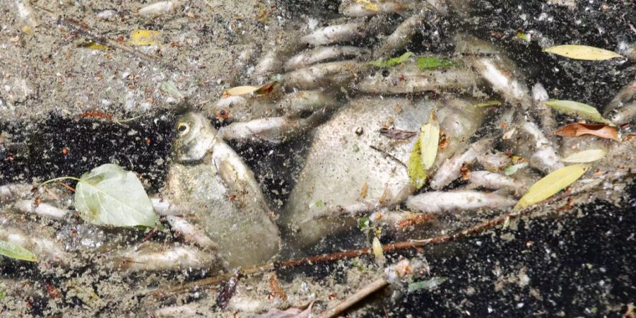 Tote Fische treiben in einem Rückhaltebecken an der Wasseroberfläche.