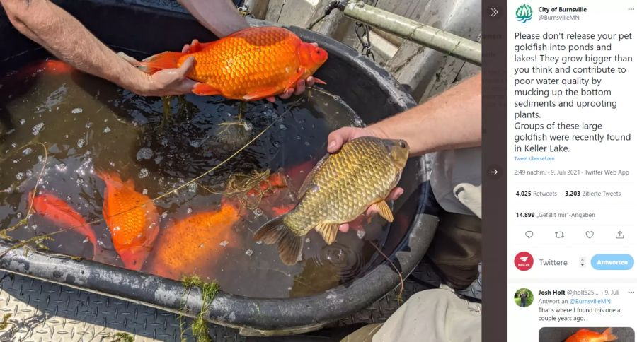 Die Fische könnten zu einem grossen Problem für das Ökosystem werden.