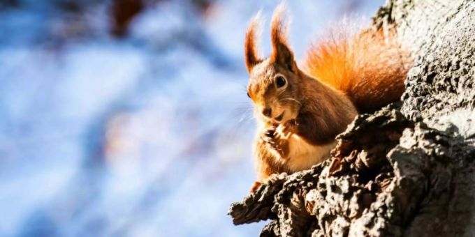 Das freche Eichhörnchen hat sich den falschen Platz für ein Winterlager ausgesucht. (Symbolbild) Eichhörnchen
