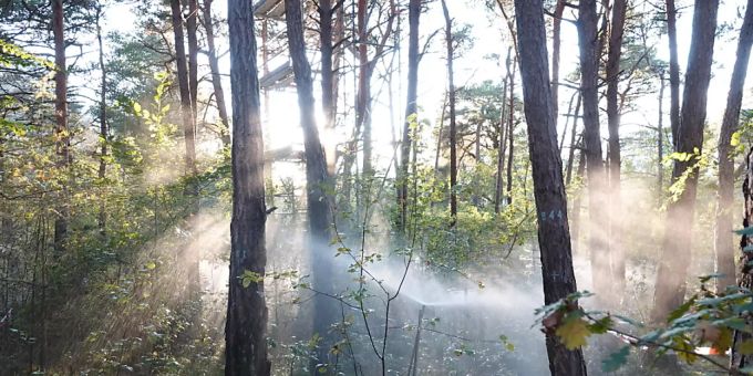 Im Pfynwald im Kanton Wallis konnten WSL-Forschende nachweisen, dass sich mit speziellen Drohnenbildern der Trockenstress von Bäumen erkennen lässt. Im Pfynwald im Kanton Wallis konnten WSL-Forschende nachweisen, dass sich mit speziellen Drohnenbildern der Trockenstress von Bäumen erkennen lässt.