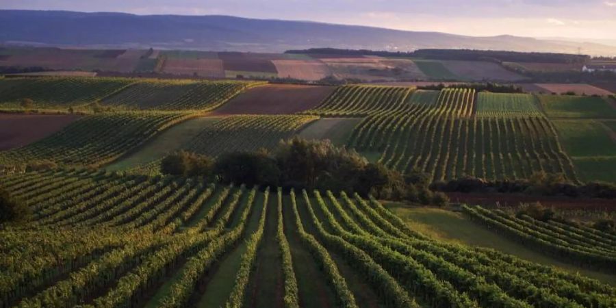 Blick auf Weinberge bei Göttlesbrunn im österreichischen Anbaugebiet Carnuntum zwischen Wien und Neusiedler See. Foto: Franz Helmreich/Wine+Partners, Wien/dpa