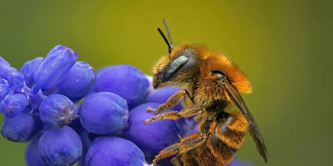 Insektenwelt - Vielfalt und Grösse der Insektenbestände nehmen ab