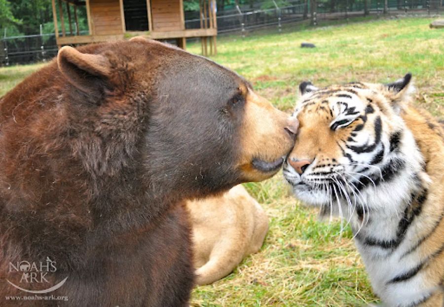 Gerade Baloo und Shere Khan waren offenbar sehr verschmust.