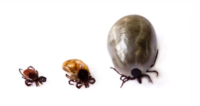 Eine vollgesogene Zecke kann das bis zu 200-Fache ihres Körpergewichts erreichen. zecken-stich.ch