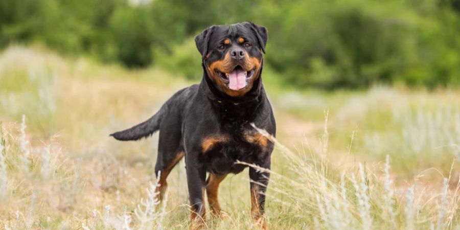 Rottweiler USA Feld hechelt