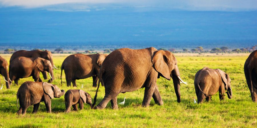 Afrika, Elefanten