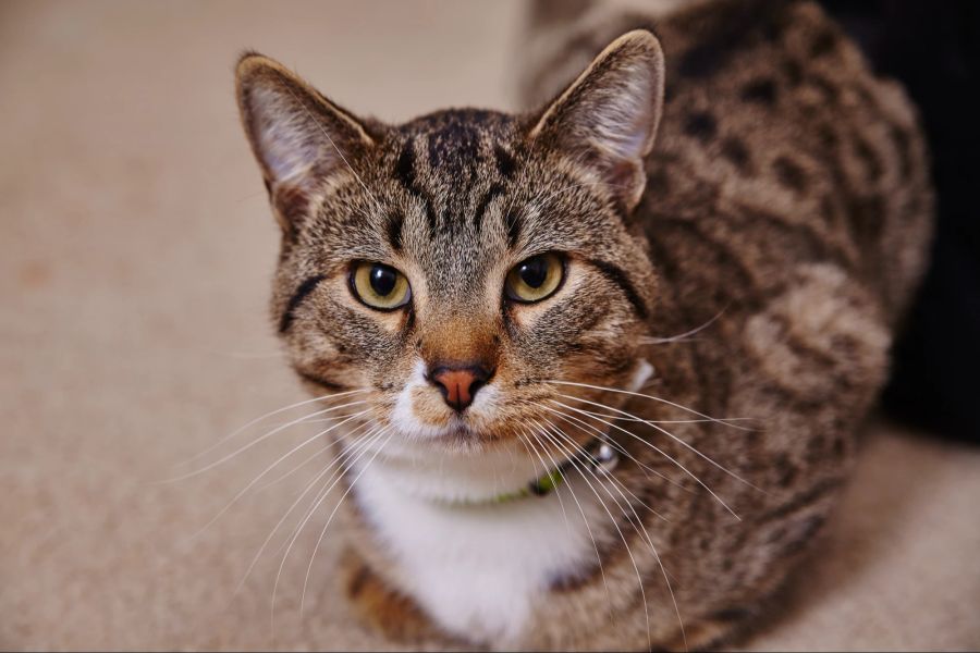 Katze mit Glöckchen