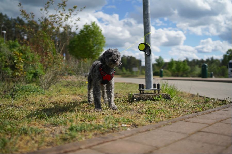 Verlassener Hund auf Autobahn-Rastplatz