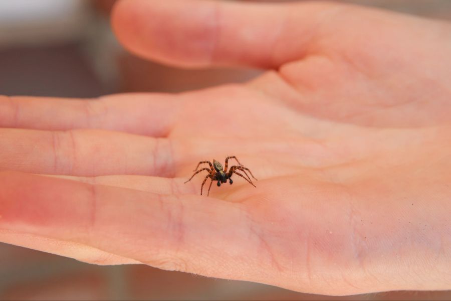 Spinne auf Hand