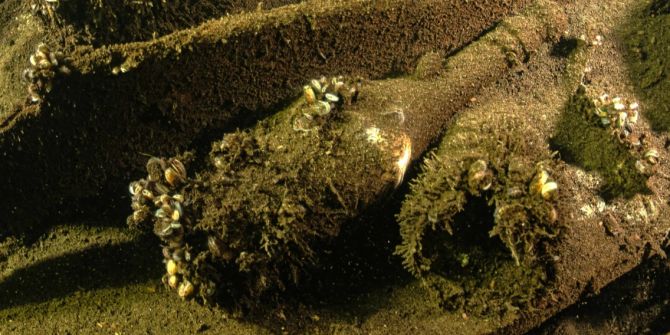 Champagner Schiffwrack