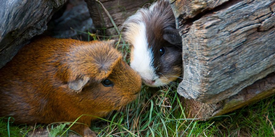 Meerschweine beschnuppern sich