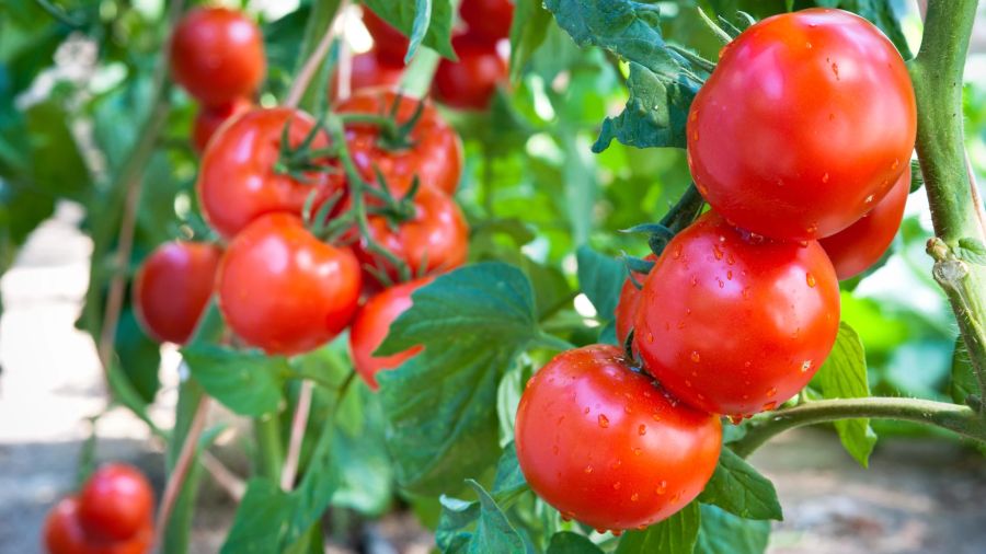 tomaten, strauch, garten