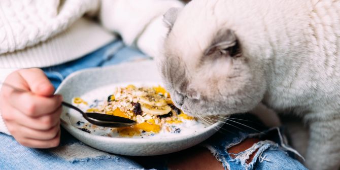 Katze will vom Müsli mit Joghurt probieren