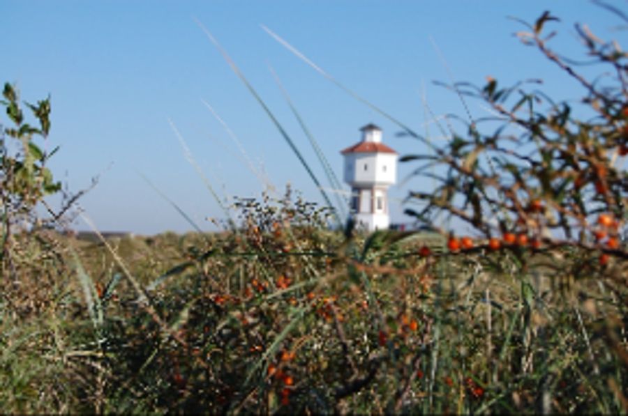 Leuchtturm Sanddorn Horizont Gestrüpp