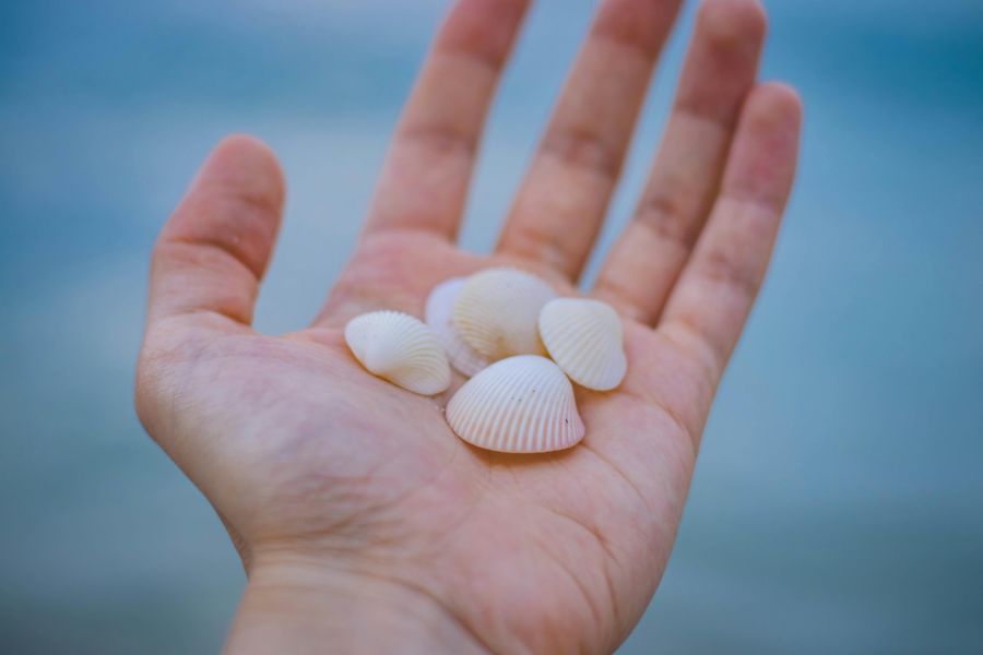Auch das Sammeln von Muscheln ist verboten. (Symbolbild)