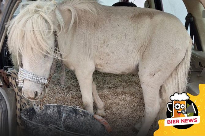 Pony Kofferraum PKW Auto