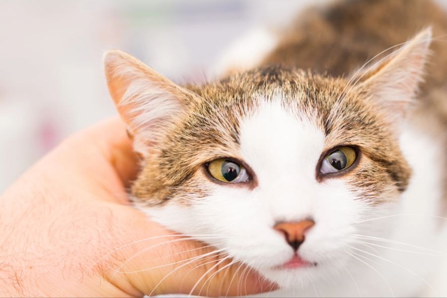 horner syndrom katze