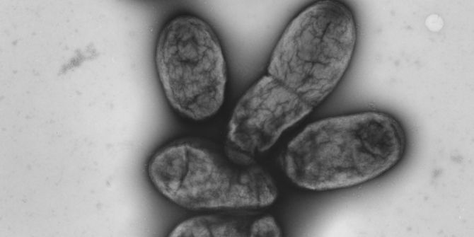 Pestbakterium