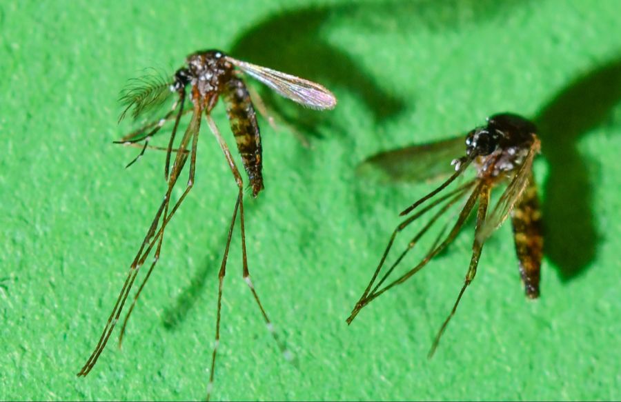 chikungunya