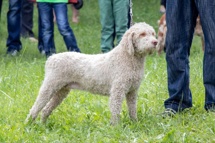 Lagotto Romagnolo